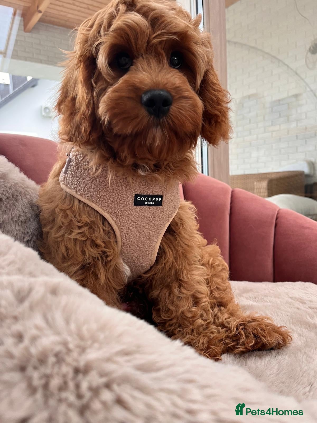 Cavapoo dogs for sale: Cavapoo boy - Advert 2