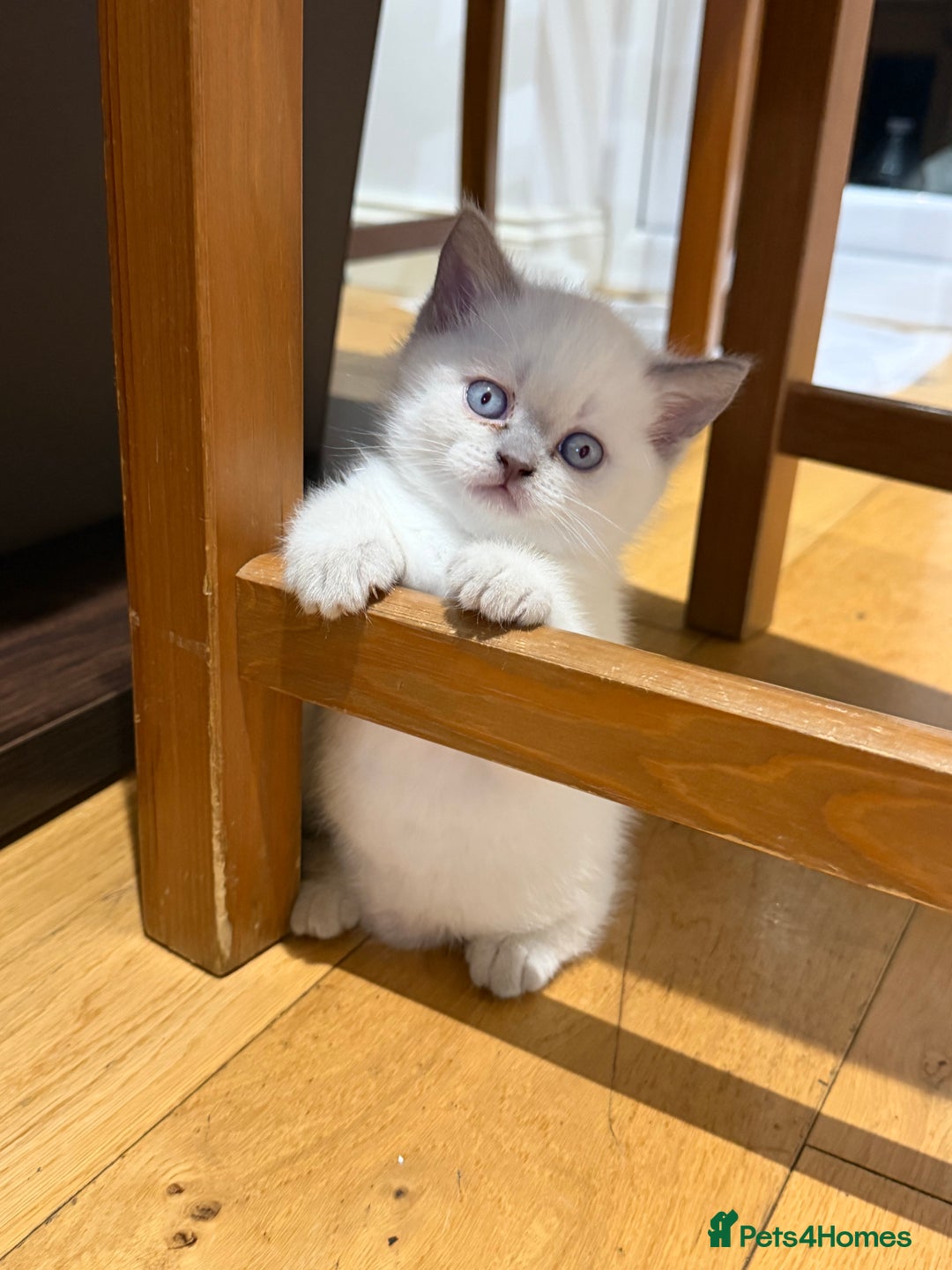 British Shorthair cats for sale: British Shorthair Ready for collection  - Advert 8