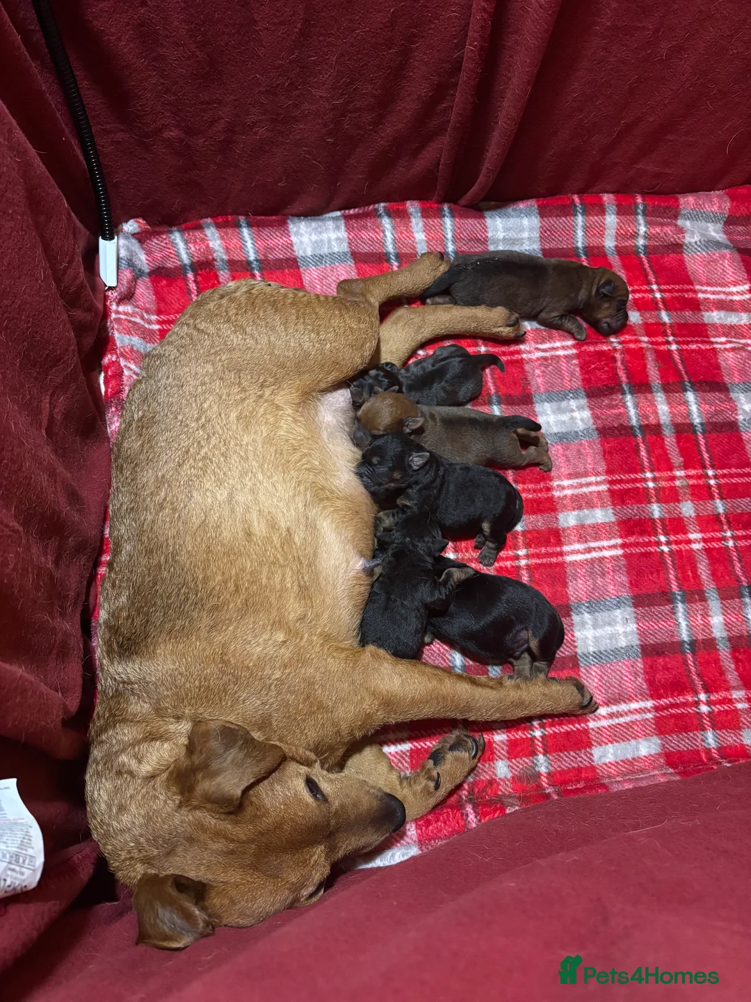 Lakeland Terrier dogs for sale: Lakeland terrier pups  - Advert 2