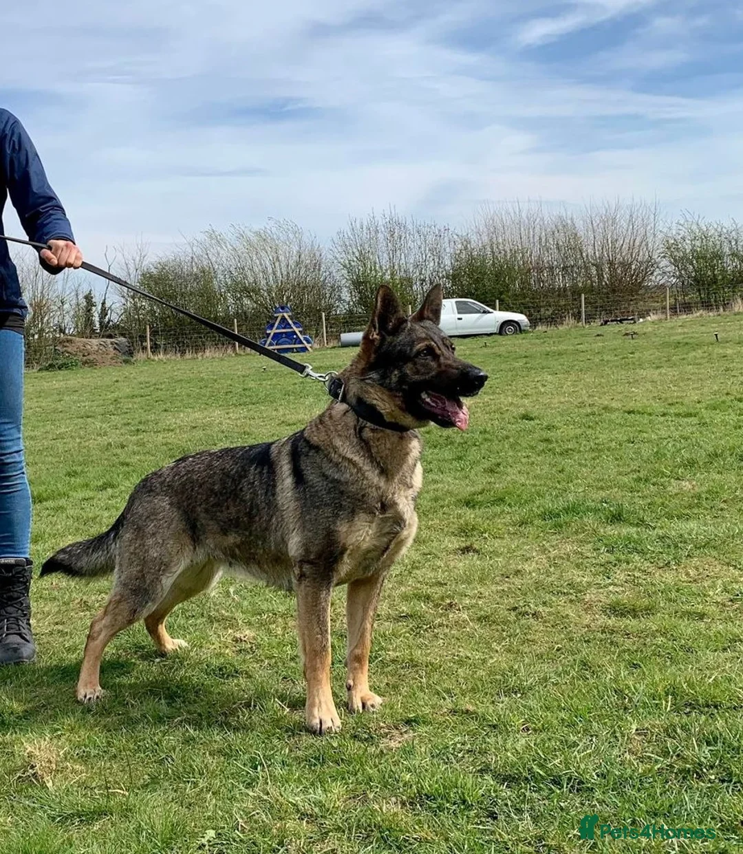 German Shepherd dogs for sale: Czech pedigree puppies from health tested parents in Hinckley - Advert 5