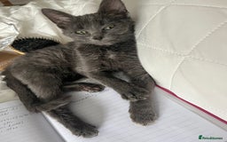 Ragdoll cats for sale: Beautiful Russian Blue Kitten  - Image 5
