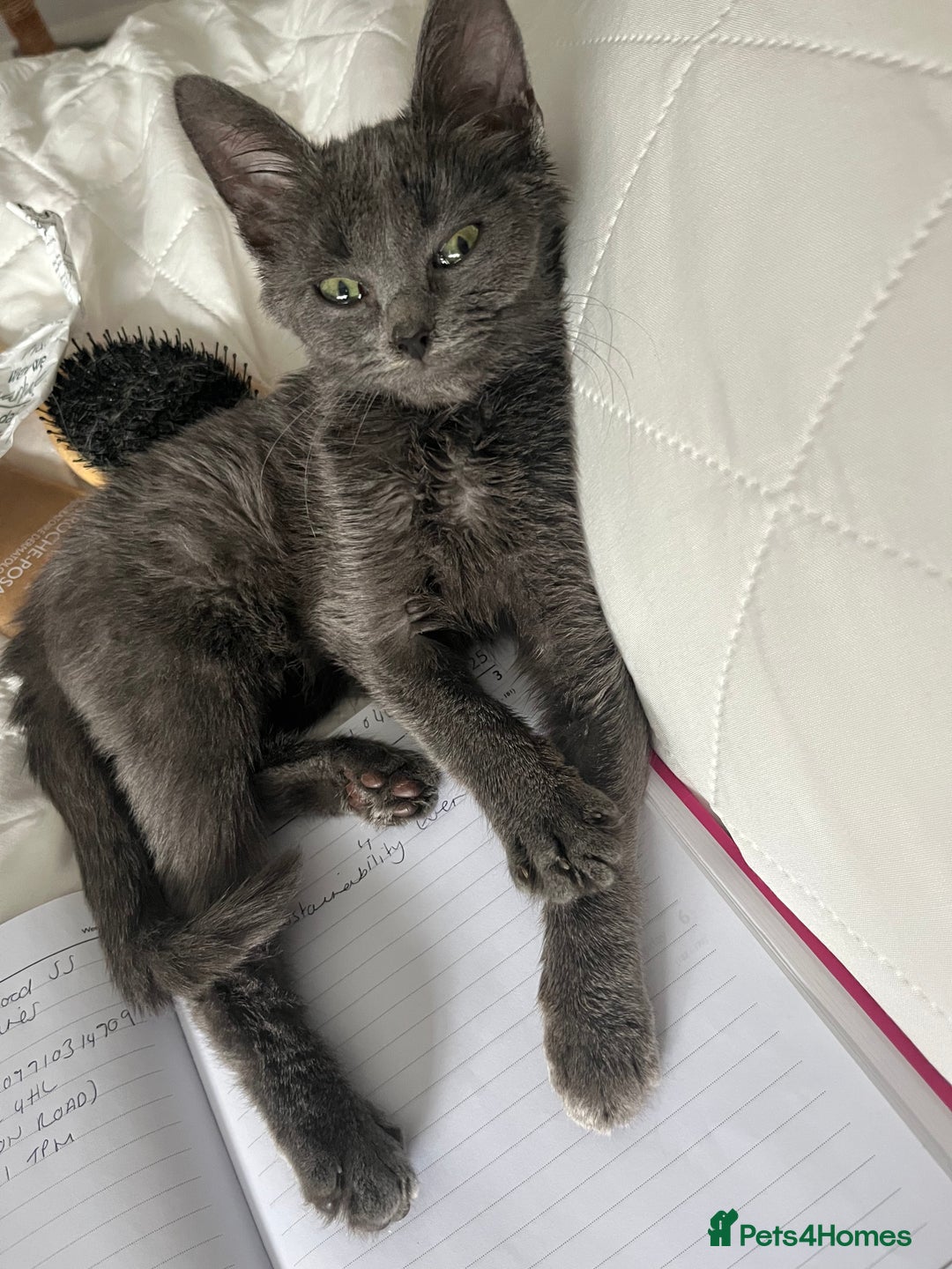 Ragdoll cats for sale: Beautiful Russian Blue Kitten  - Image 5