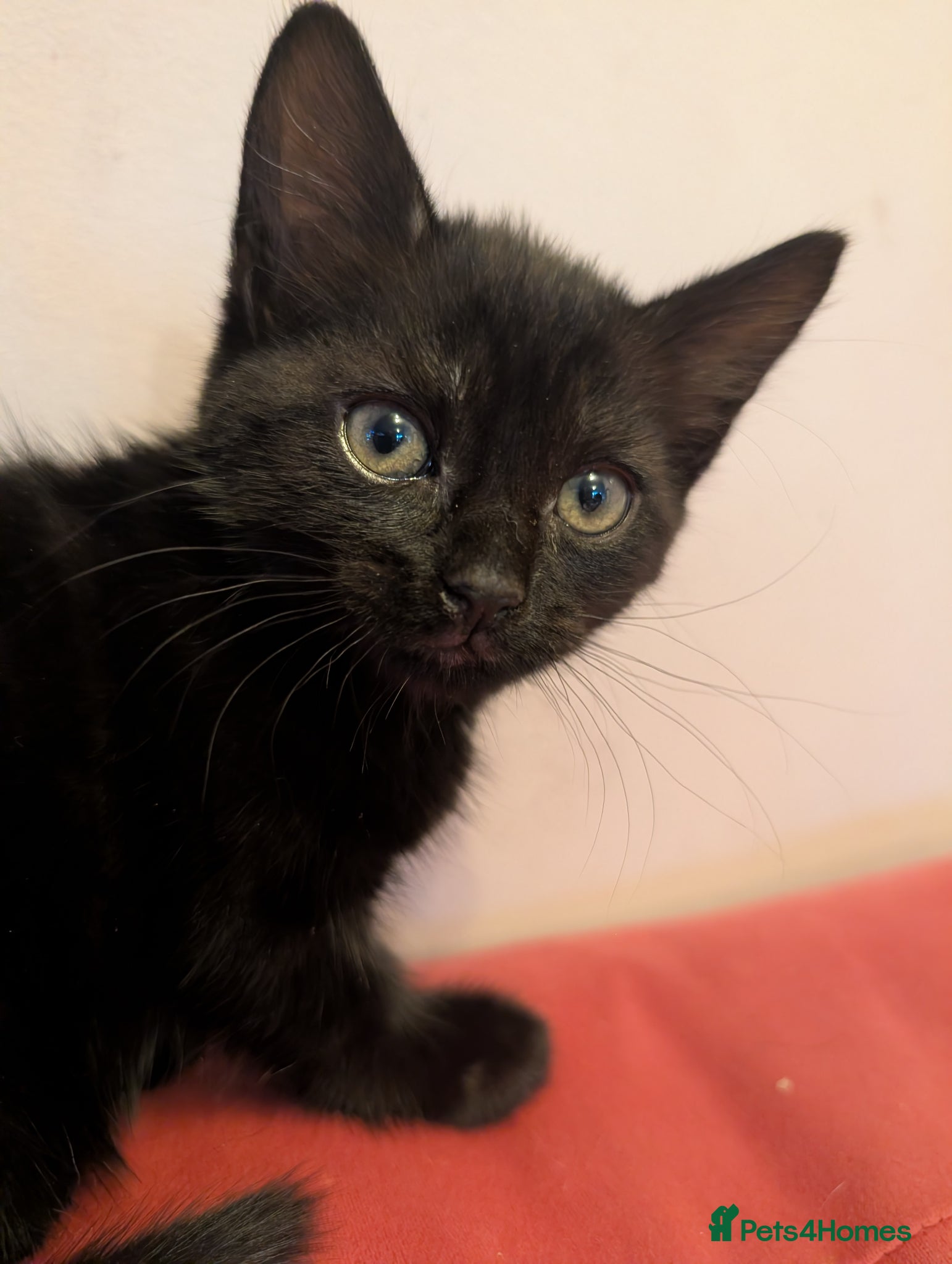 Domestic Shorthair Kitten 5 - Midnight