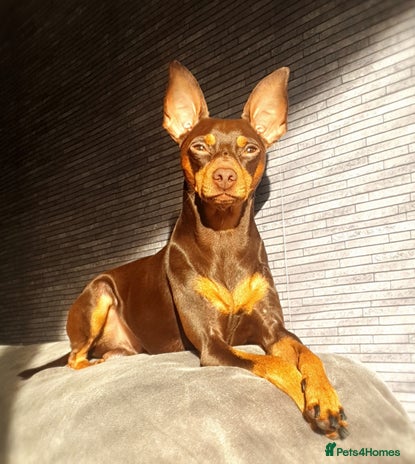 Miniature Pinscher dogs in Bolton - Advert 1