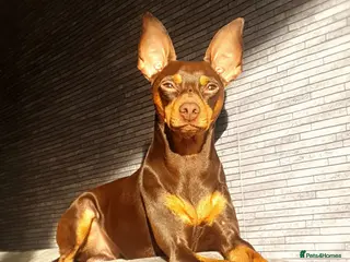 Miniature Pinscher dogs KC Registered miniature pinscher for stud in Bolton - Advert 1