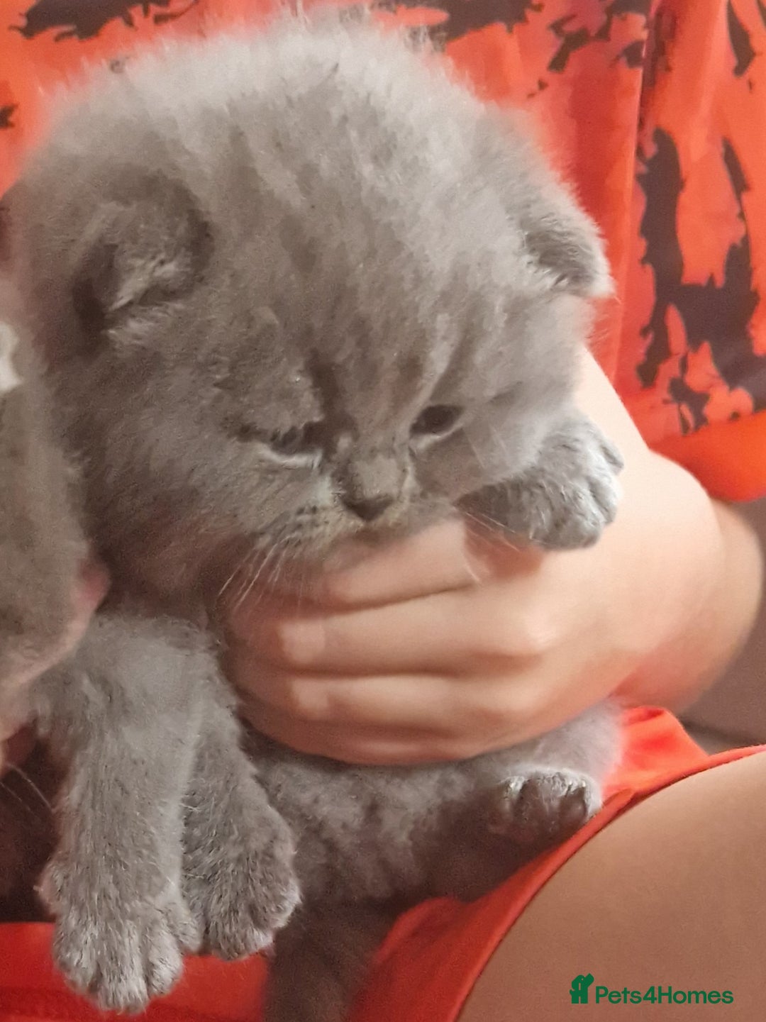 British Shorthair cats for sale: ✨ GCCF Registered British Shorthair Kittens ✨ - Image 21