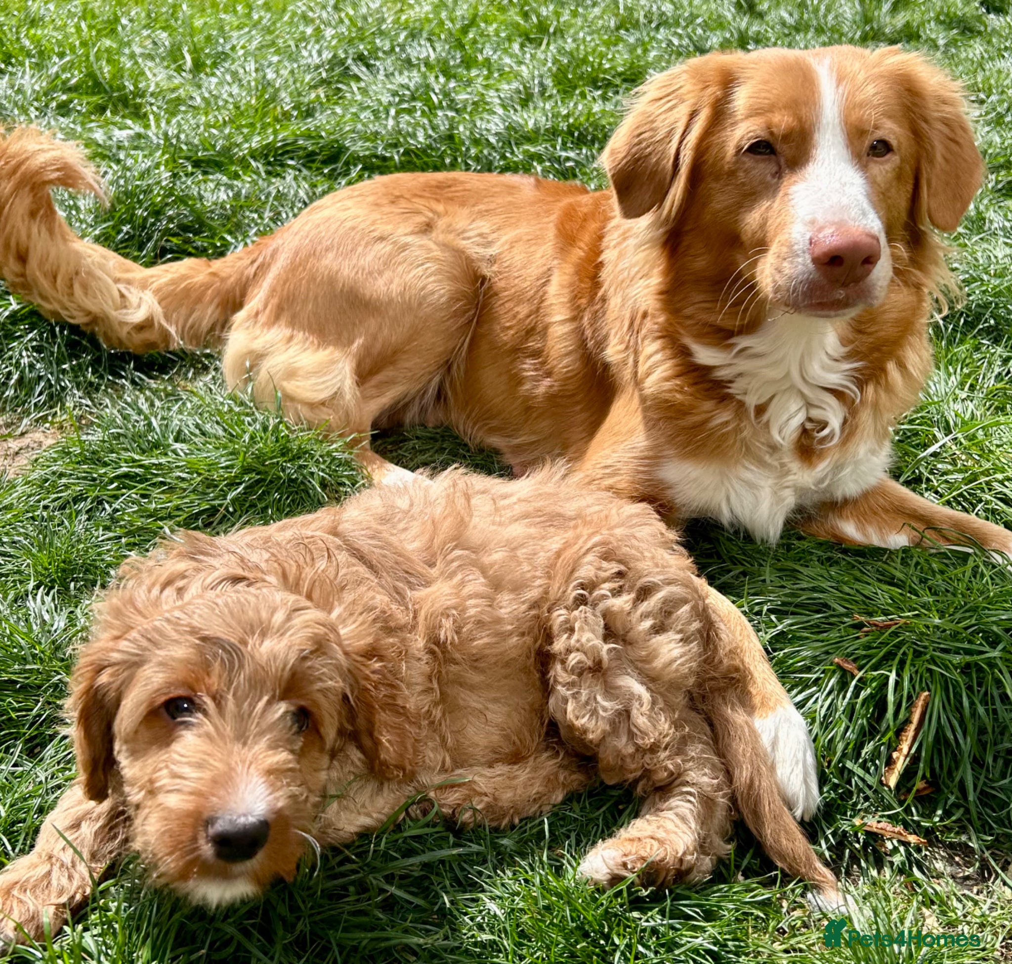 Mixed Breed dogs Tollerdoodle 2x Girls Available Now - Advert 9