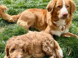 Mixed Breed dogs Tollerdoodle 2x Girls Available Now - Advert 9