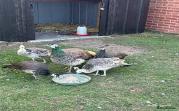 Peafowl poultry for sale: Mixed colours peacock/peahens - Image 4