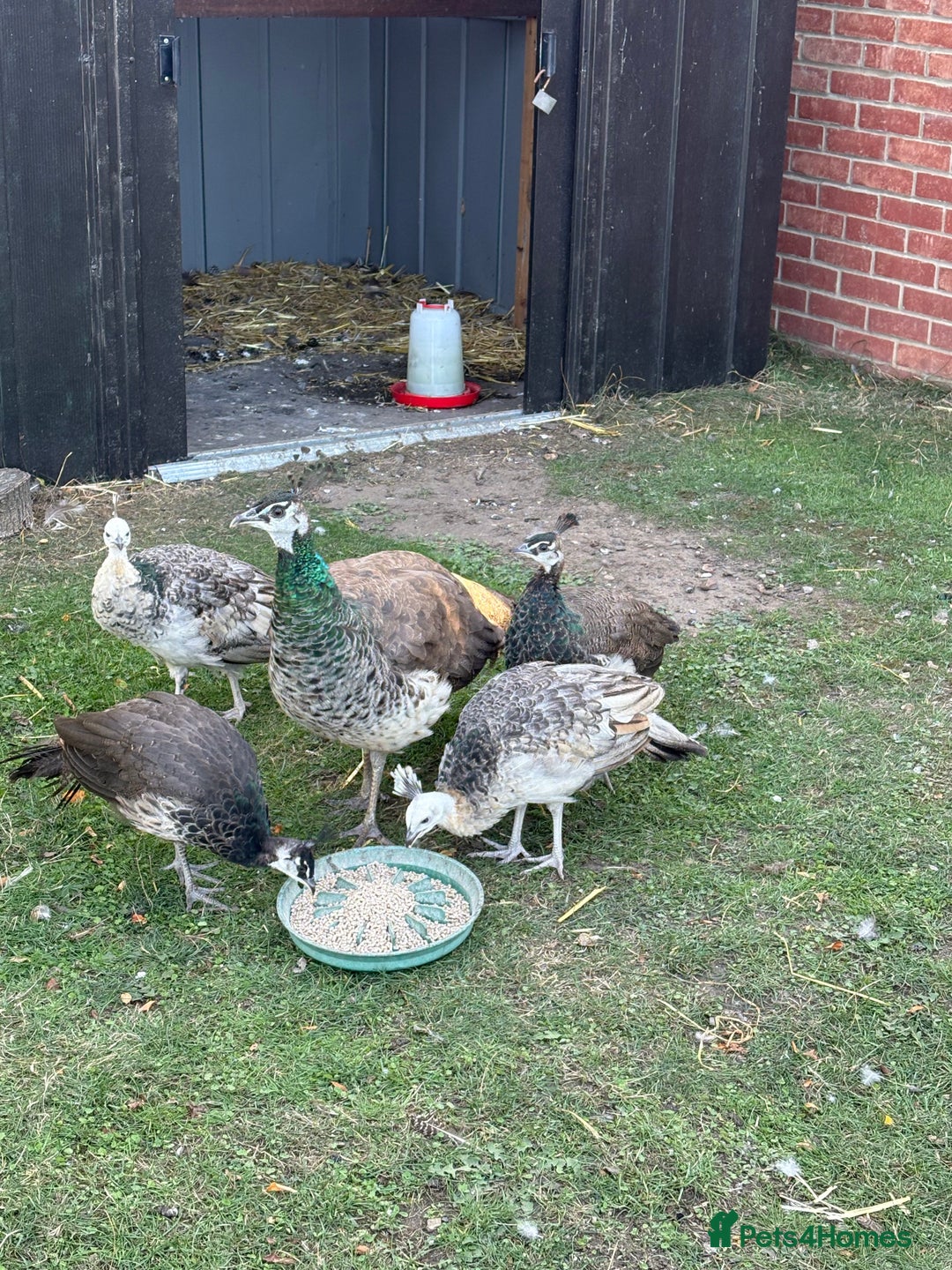 Peafowl poultry for sale: Mixed colours peacock/peahens - Image 4