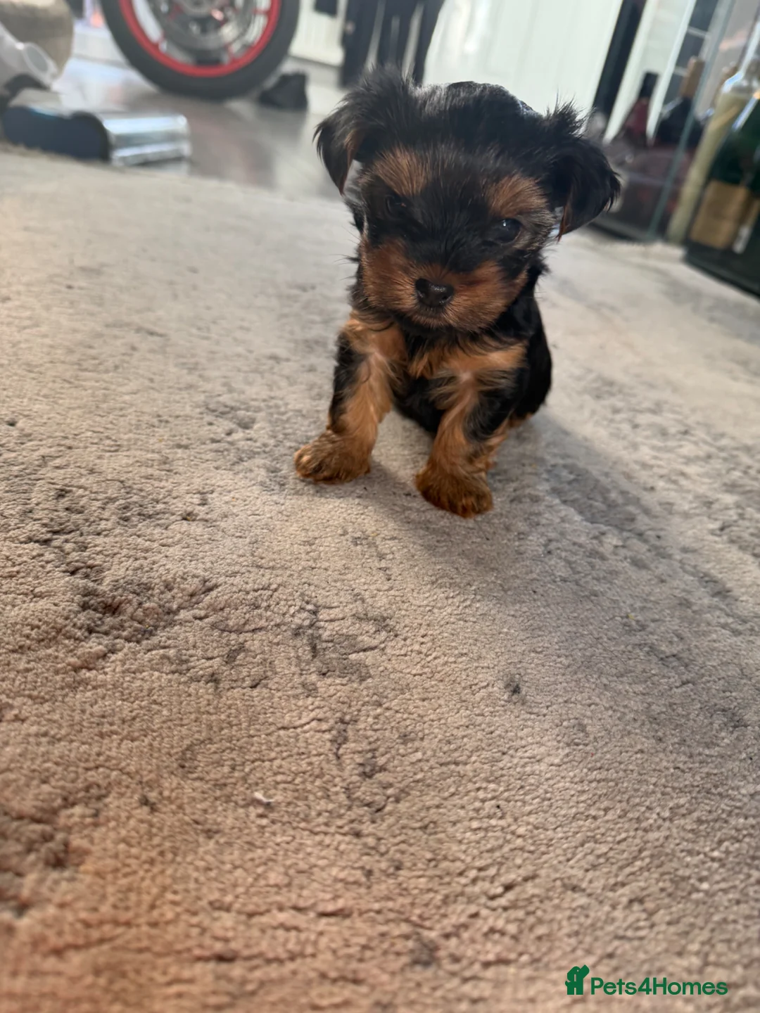 Yorkshire Terrier dogs for sale: MINIATURE Yorkshire terrier FEMALE   - Advert 2