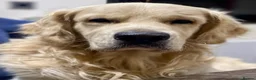 Golden Retriever dogs for sale: Stunning Goldens-Parents are School Wellbeing dogs - Advert 18