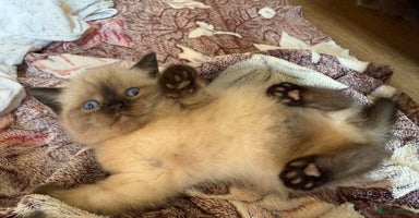 British Shorthair cats - Advert 8