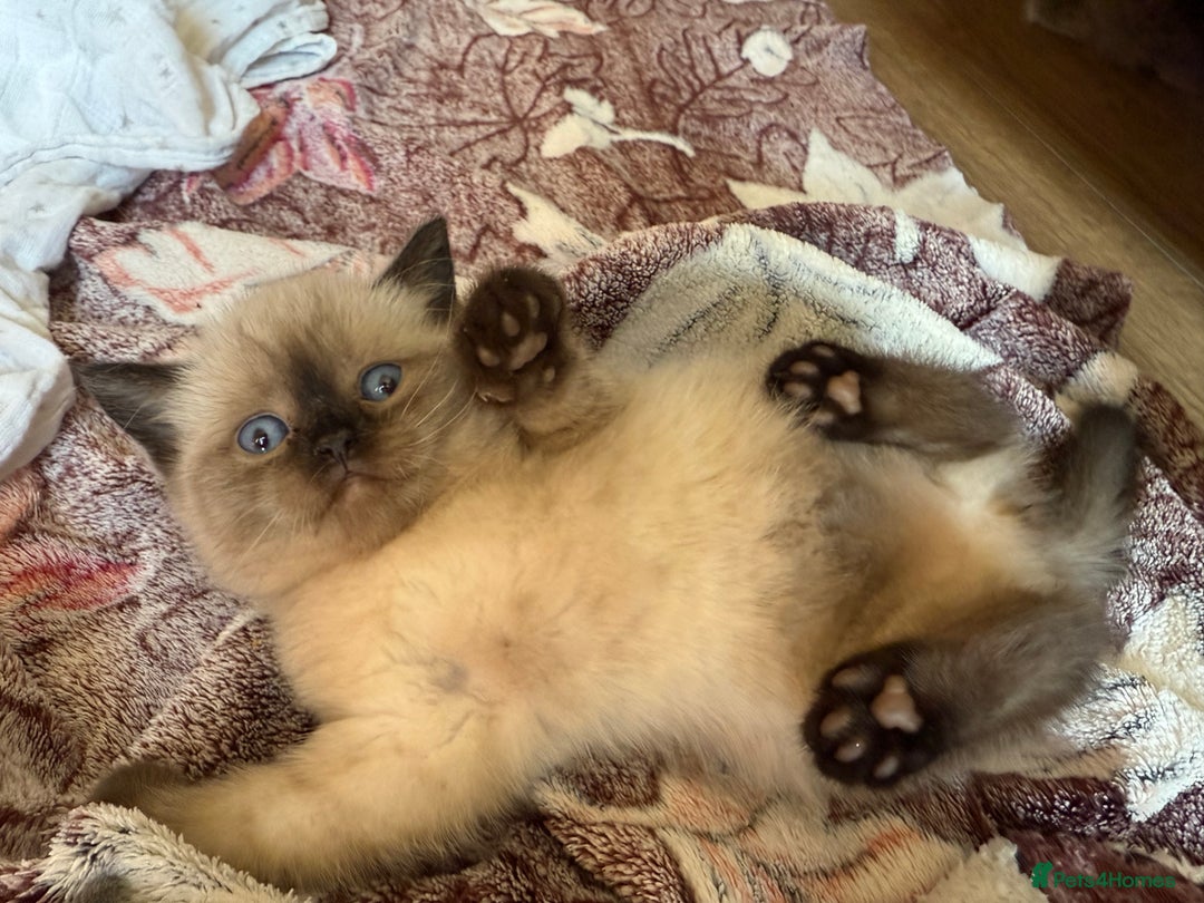 British Shorthair cats for sale: British shorthair kittens - Image 3