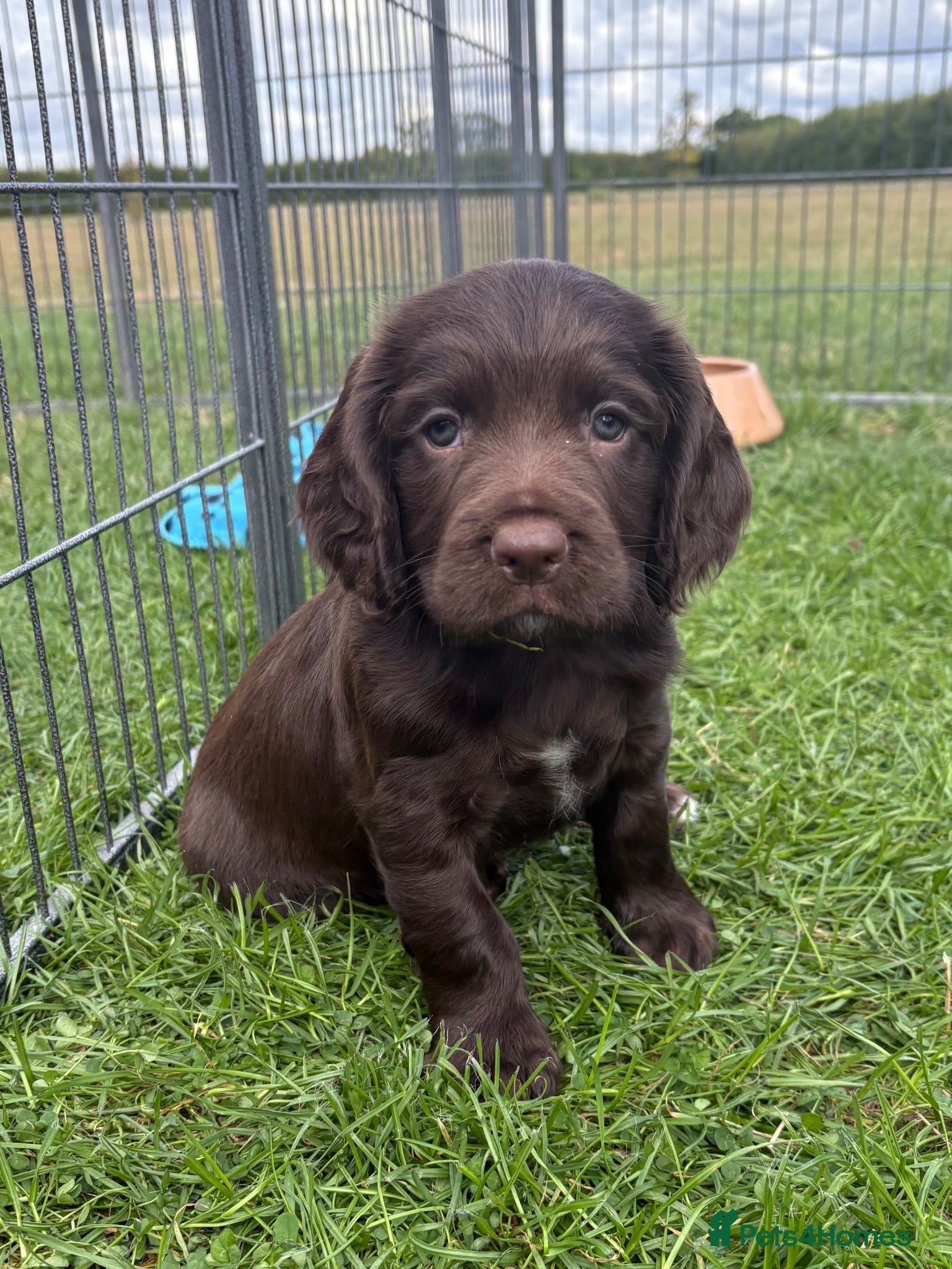 Sprocker dogs Fully Health Tested F1 Sprocker Spaniels - Advert 2