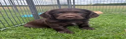 Sprocker dogs for sale: Fully Health Tested F1 Sprocker Spaniels - Advert 4