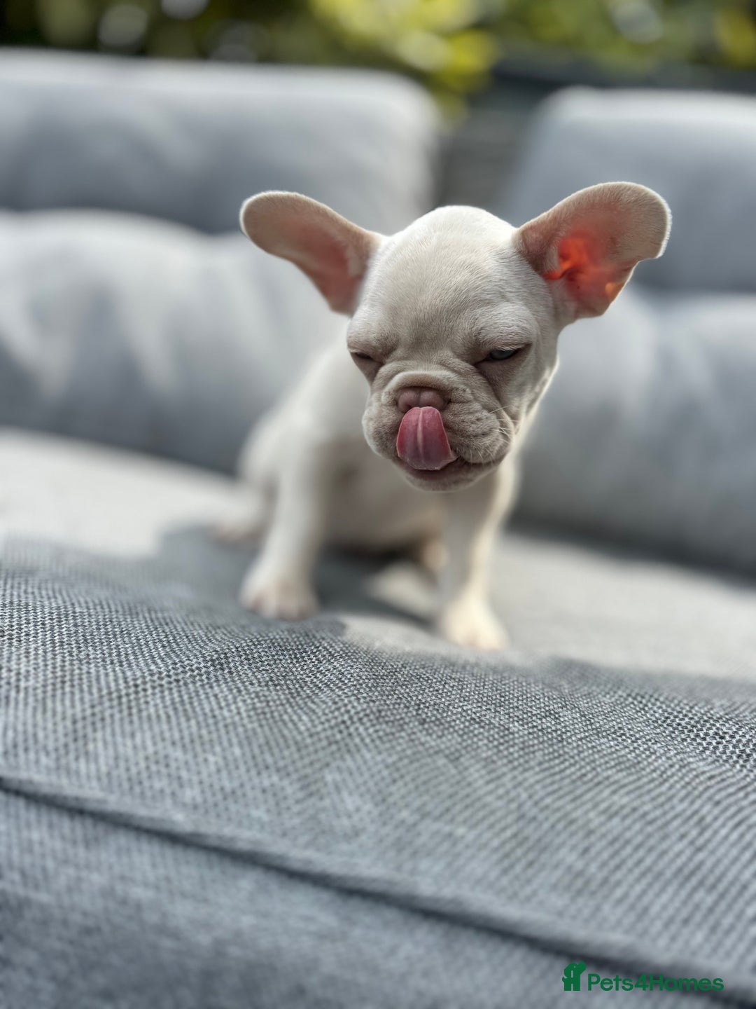 French Bulldog dogs for sale: One Left, Health tested frenchie - Image 2