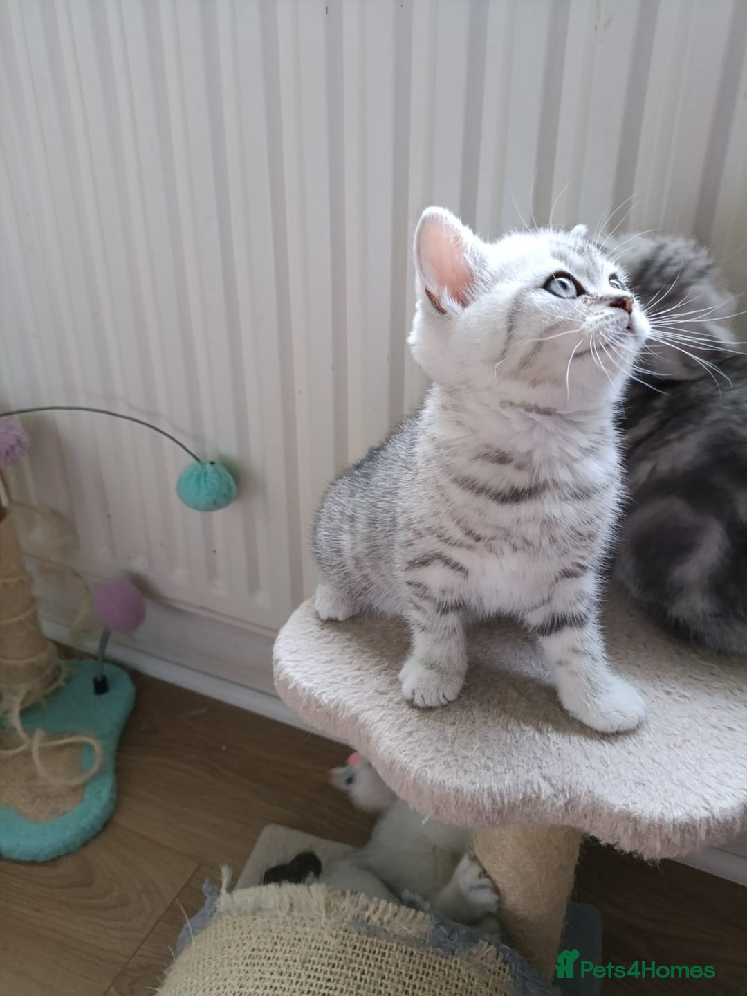 British Shorthair cats for sale: Beautiful  British Shorthair kittens  - Advert 9
