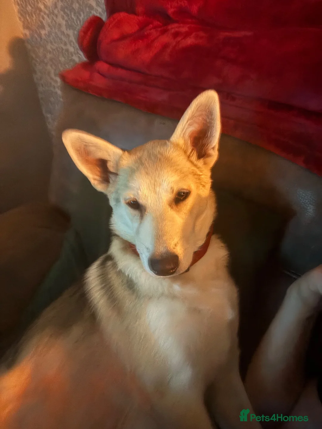 Mixed Breed dogs for sale: White swiss shepherd /Low Content Wolfdog puppies  - Advert 2