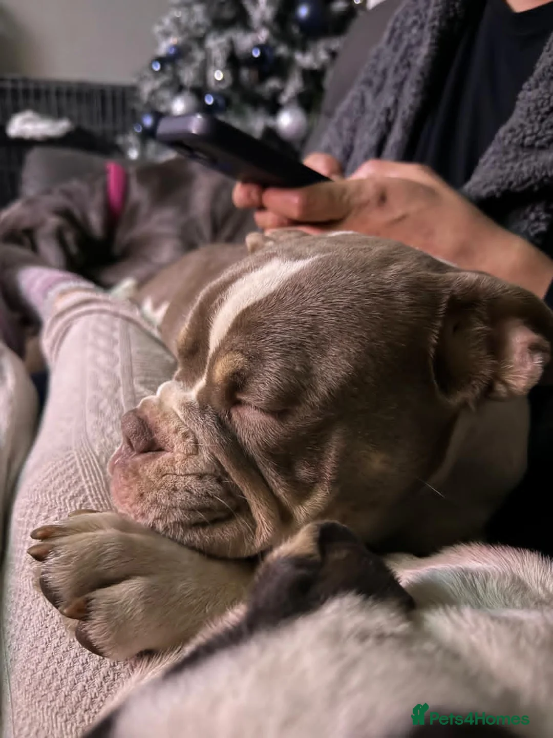 Mixed Breed dogs for sale: Bailey+Bella - Advert 12