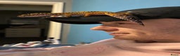 Leopard Gecko reptiles for sale: Leopard gecko Tango - Advert 3
