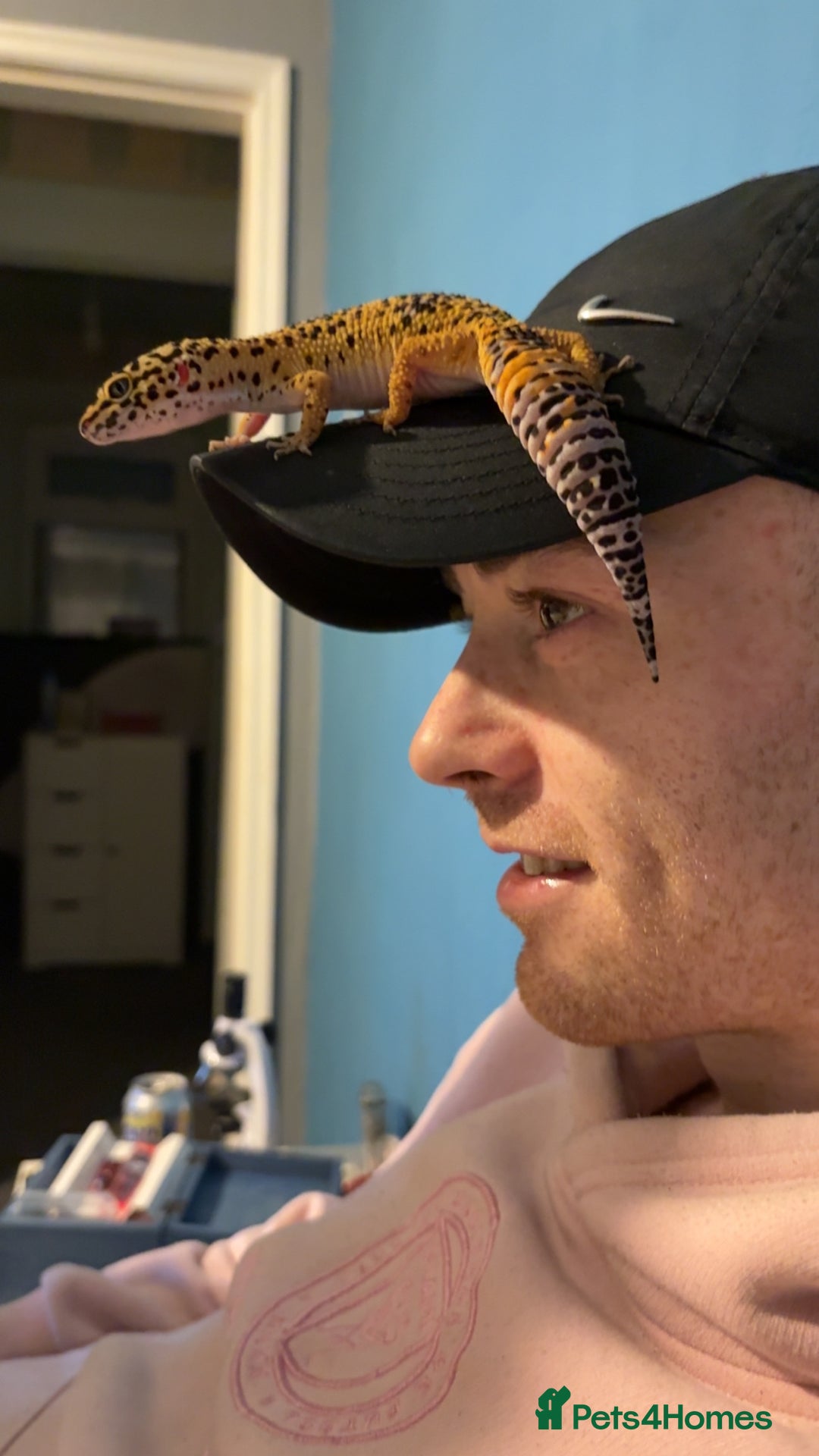 Leopard Gecko reptiles for sale: Leopard gecko Tango - Advert 3