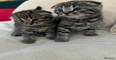 Mixed Breed cats Scottish fold mixed breed - Advert 9