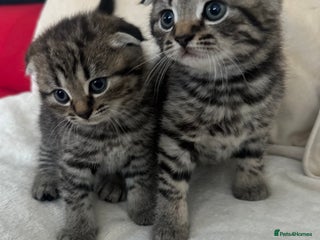 Mixed Breed cats - Advert 25