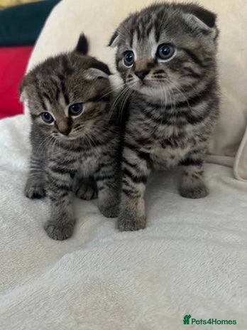 Mixed Breed cats - Advert 9