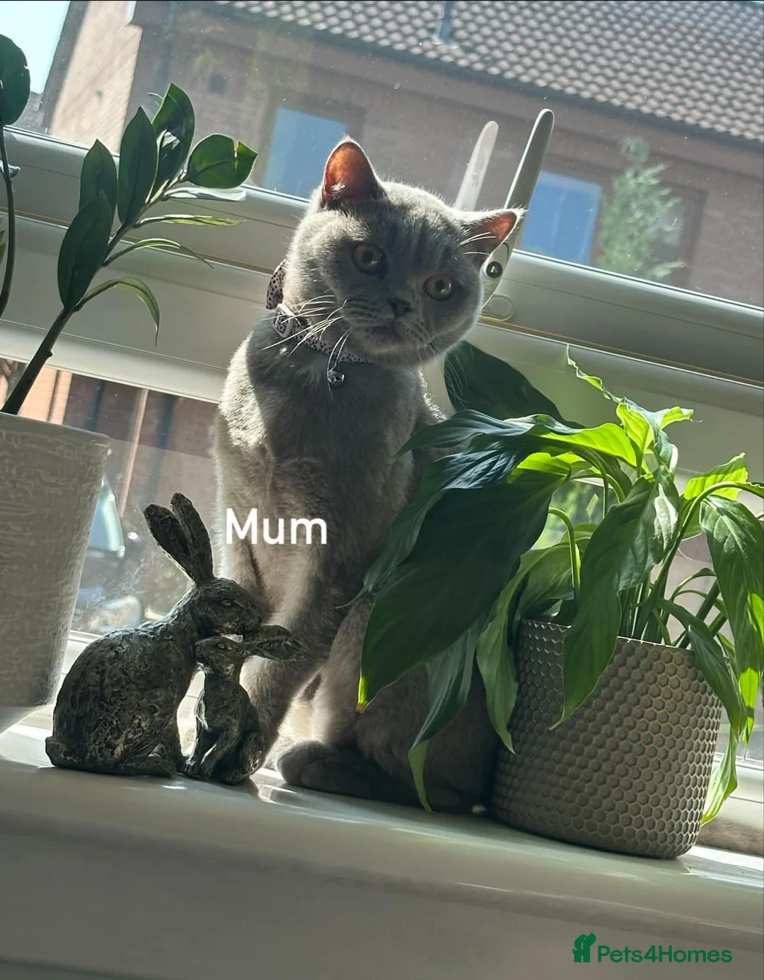 British Shorthair cats for sale: British Shorthair kittens  - Advert 2