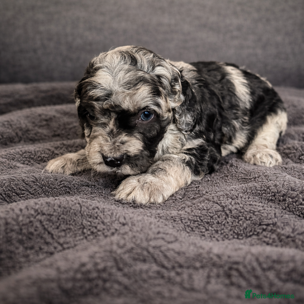 Australian Labradoodle dogs AUSTRALIAN LABRADOODLE  - Advert 2