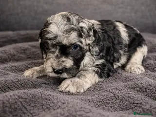 Australian Labradoodle dogs AUSTRALIAN LABRADOODLE - Advert 2