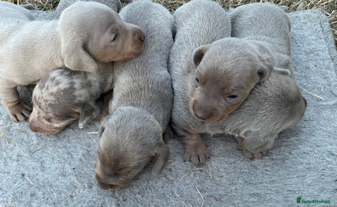 Miniature Dachshund dogs for sale: Miniature dachshund - Image 4