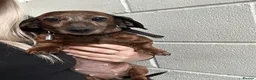 Miniature Dachshund dogs for sale: Pair of Female Miniature KC Dachsunds  - Advert 5
