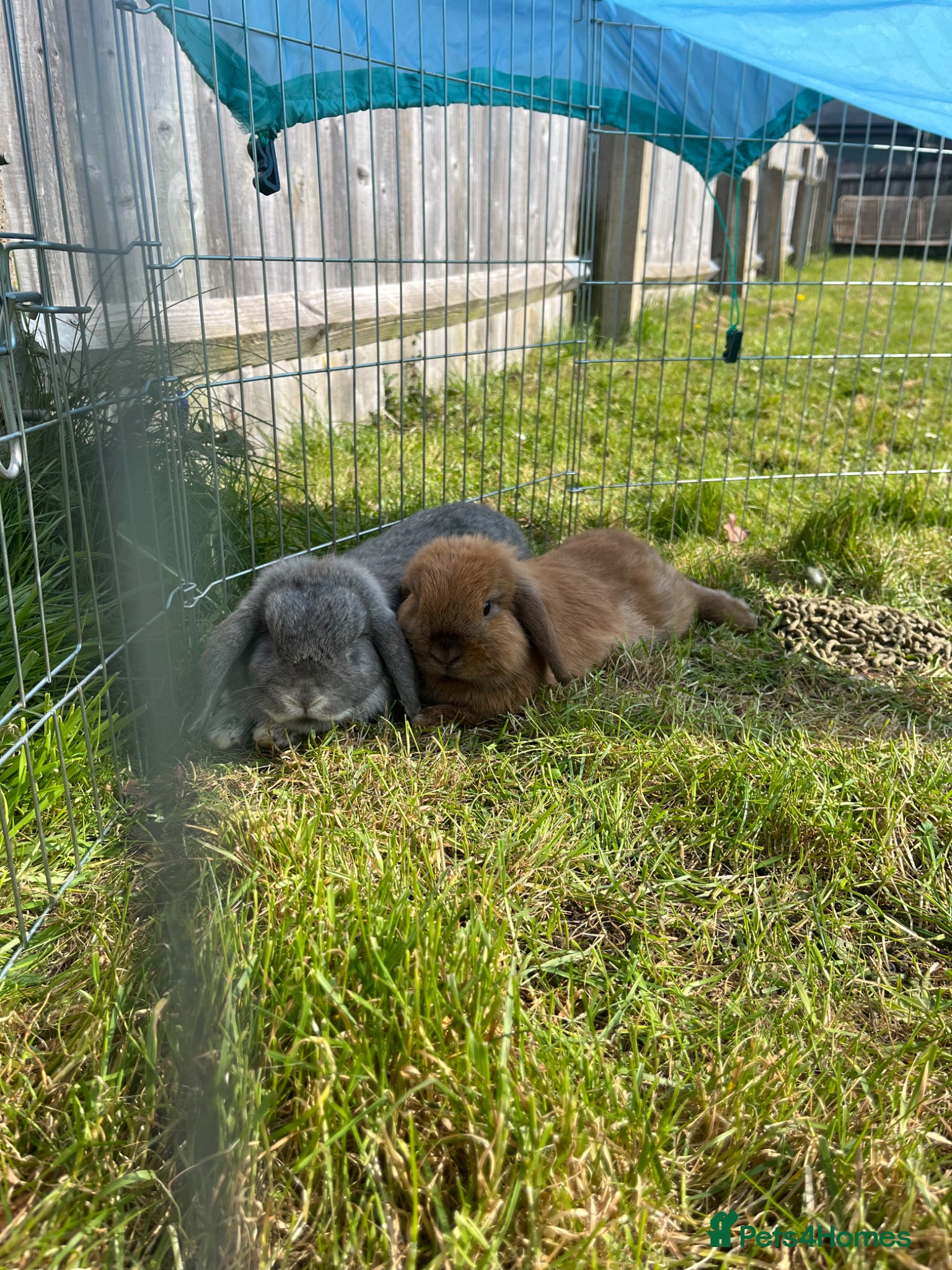 Mini Lop rabbits Two Mini Loop rabbits - Advert 3