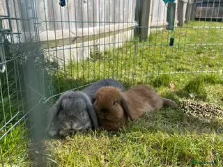 Mini Lop rabbits Two Mini Loop rabbits - Advert 3
