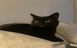RagaMuffin cats for sale: 2 lovely cuddly male cats for adoption - Image 5
