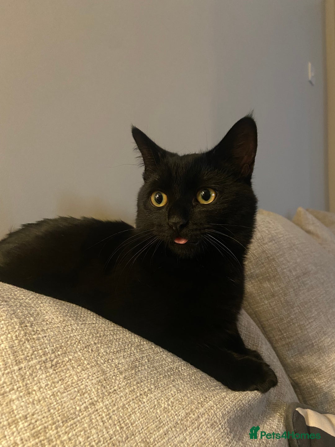 RagaMuffin cats for sale: 2 lovely cuddly male cats for adoption - Image 5