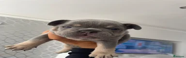 French Bulldog 1 (blue collar)