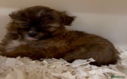 Chipoo dogs for sale: Beautiful F1b chipoos  - Image 4