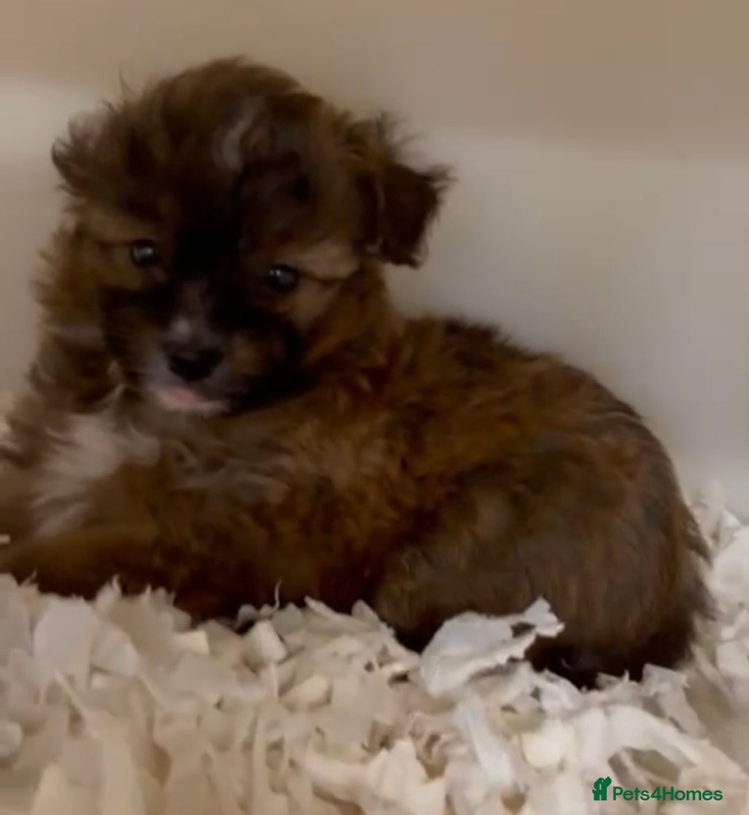 Chipoo dogs for sale: Beautiful F1b chipoos  - Image 4