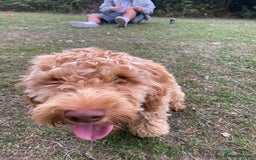 Cockapoo dogs for sale: Male cockapoo  - Image 1