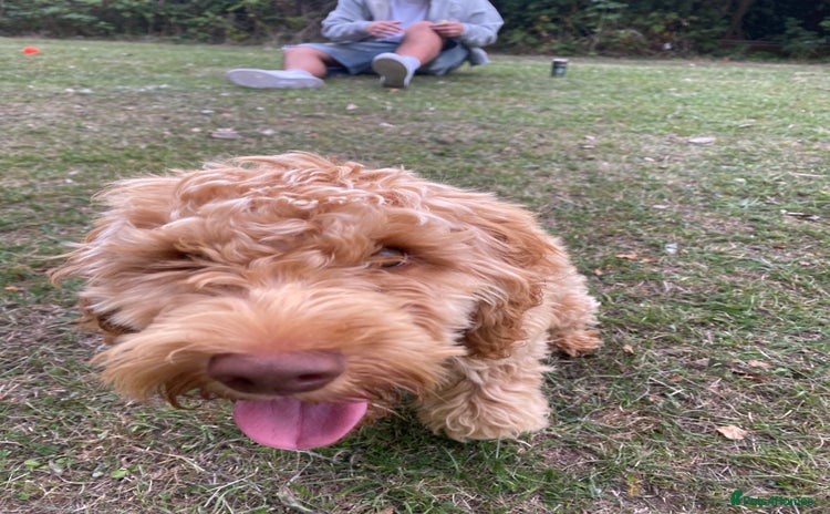 Cockapoo dogs - Advert 1