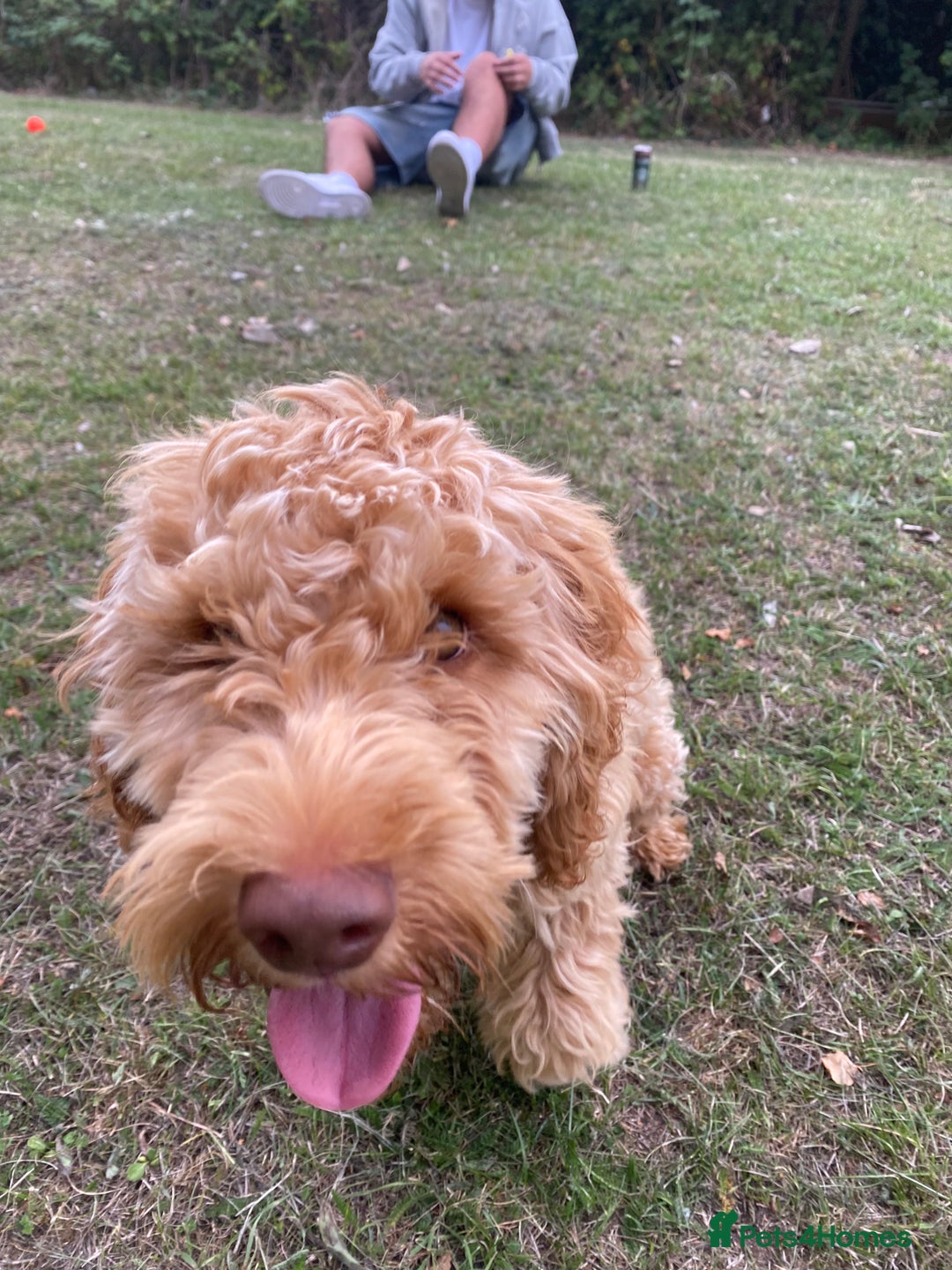 Cockapoo dogs for sale: Male cockapoo  - Image 1