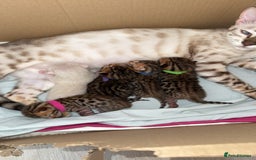 Bengal cats for sale: Beautiful bengal kittens - Image 1