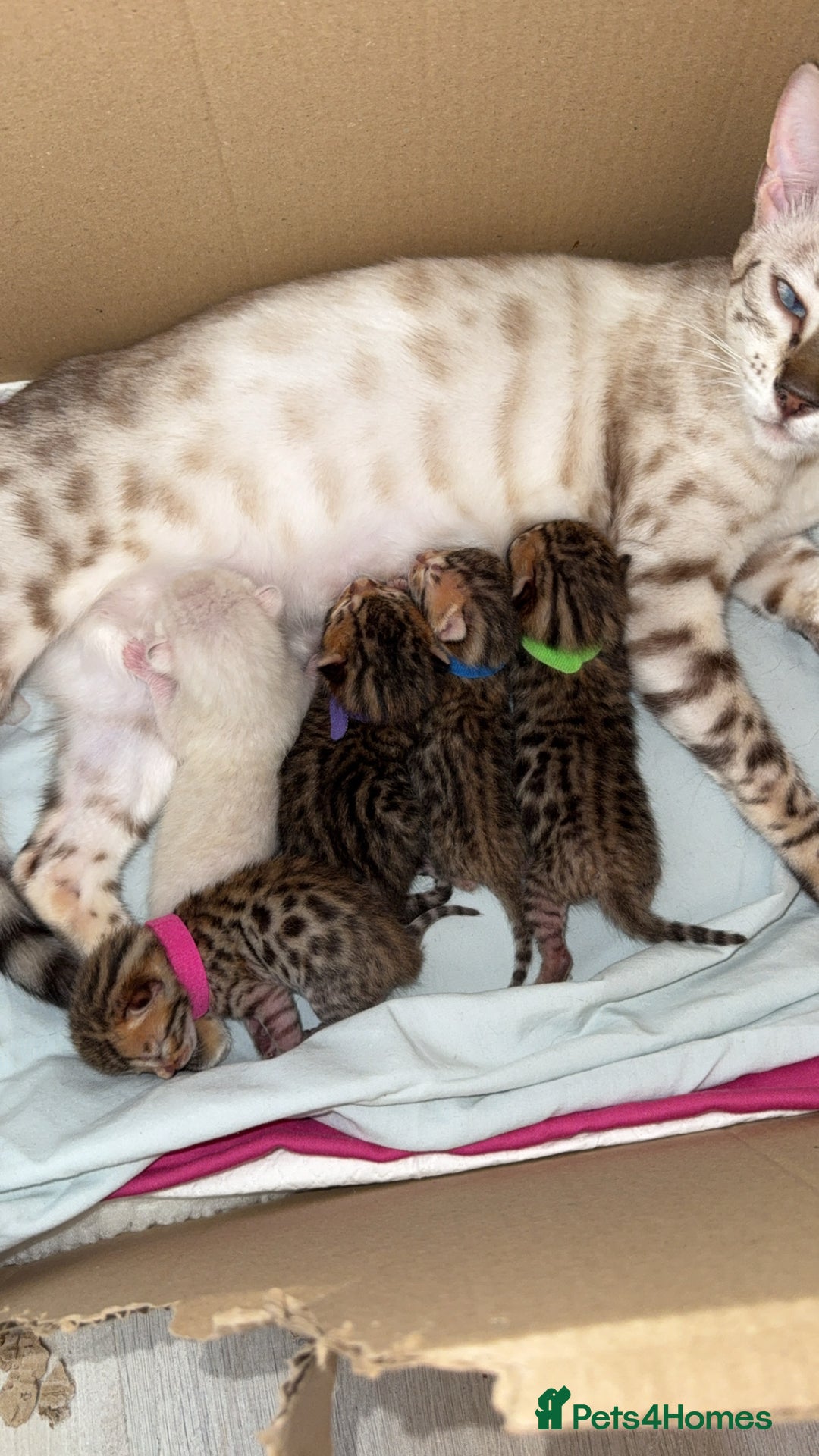 Bengal cats for sale: Beautiful bengal kittens - Image 1
