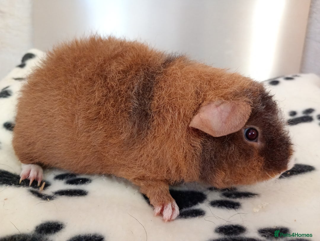 Guinea Pig rodents for sale: Teddy babies  - Image 2