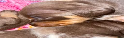 Miniature Dachshund dogs for sale:  Miniature Dachshunds puppies  in Witney - Advert 3