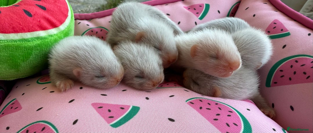 Ferret rodents for sale: Ferrets for sale  - Image 8