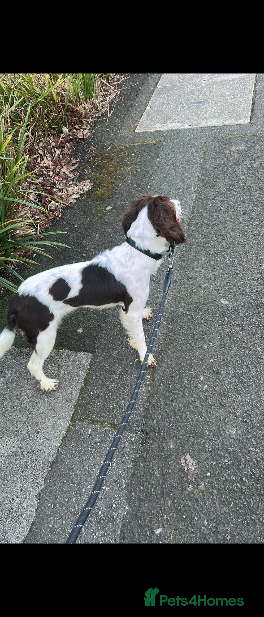 English Springer Spaniel dogs for sale: English Springer Spaniel - Luna  in Wolverhampton - Advert 3